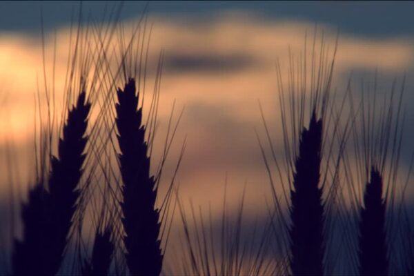 Según la Bolsa de Cereales de Rosario este invierno sería el segundo más frío de los últimos 60 años: ¿Cómo impacta en el campo?