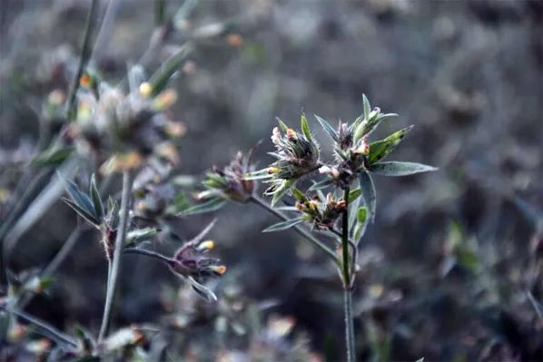 Los técnicos cuentan como desarrollaron el primer cultivar de leguminosa forrajera