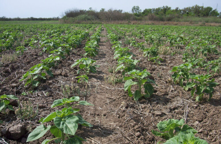 Girasol: proyectan área de siembra de 1,85 mha para la campaña 24/25