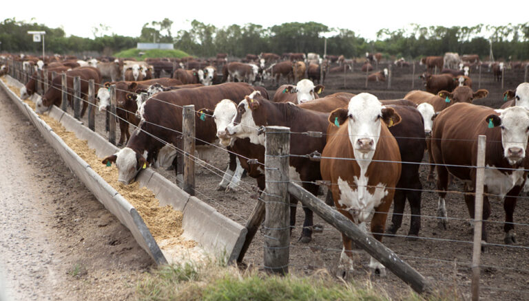 Feedlots, en alerta: la menor siembra de maíz puede generar un daño colateral en la ganadería.