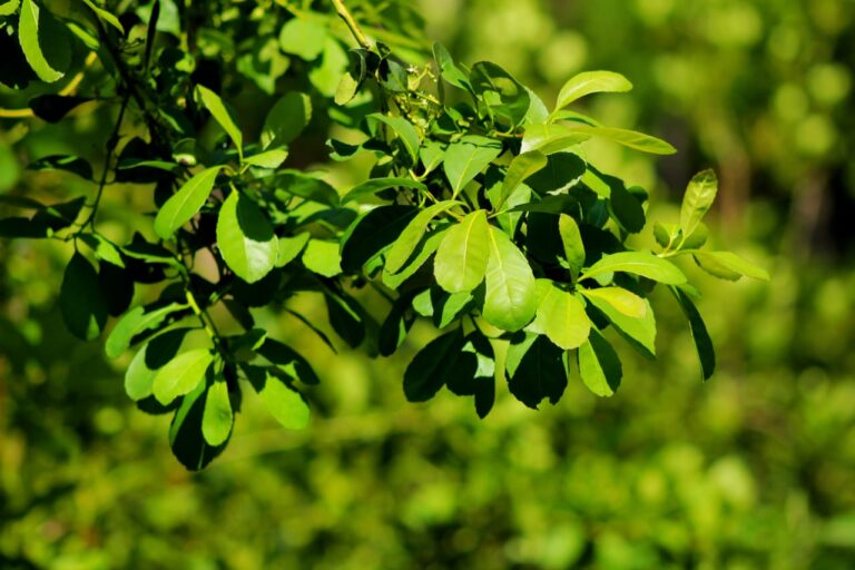 Hacia la II Cumbre de Agricultura Sostenible 2025 | Misiones orgánica. Protagonista en jornada internacional