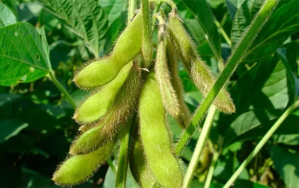Soja: la clave es combinar fecha de siembra, biotecnología y genotipo