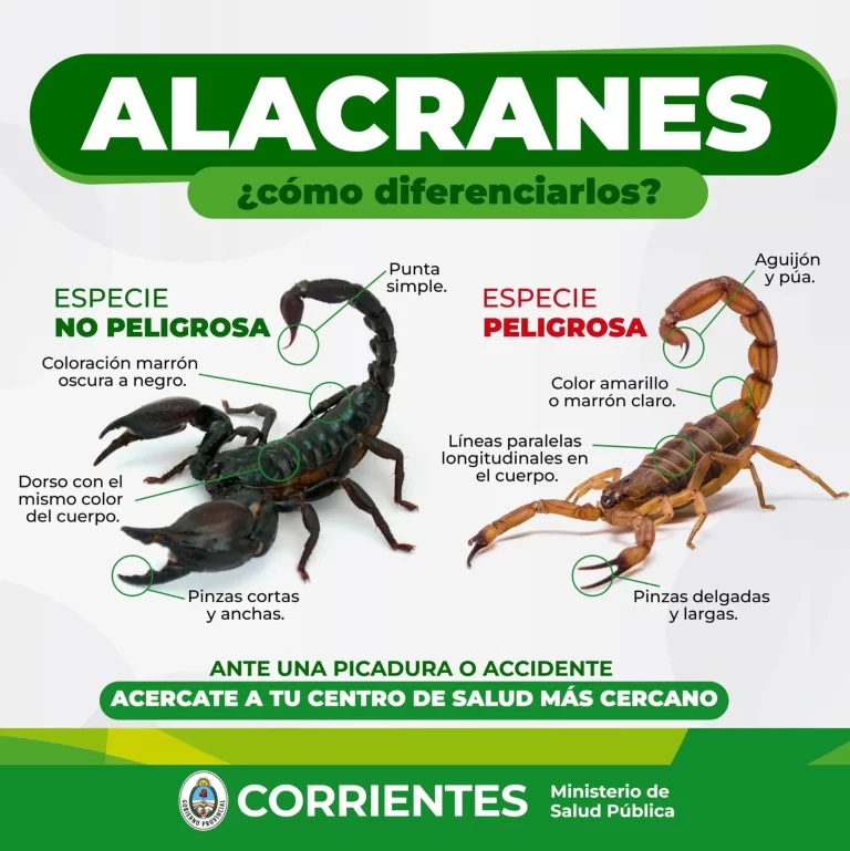 Salud Pública de Corrientes recuerda cómo prevenir picaduras de alacranes