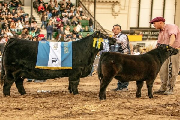 En el negocio ganadero, la genética bovina sí le gana a la inflación: crece su valor en kilos de novillos