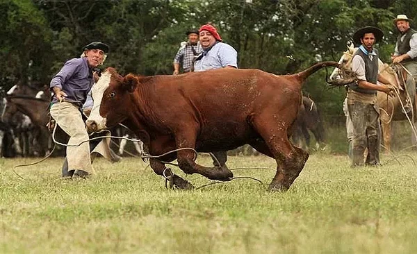 ¿Adiós a la yerra?: diputado cordobés dice que hay que promover el bienestar animal