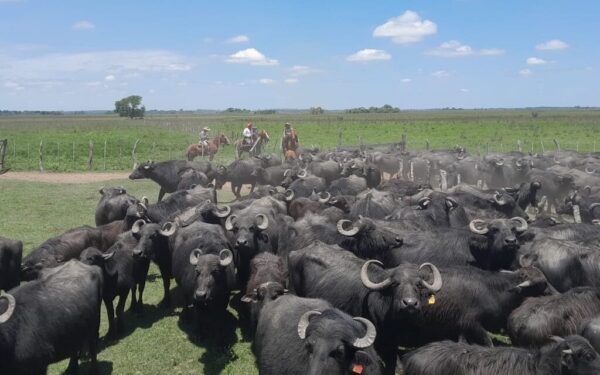 ¿Ya conocés la “ruta del búfalo” en Corrientes? Allí el INTA trabaja en un proyecto de caracterización y acompañamiento técnico, para elaborar una base de datos que mejore su manejo.