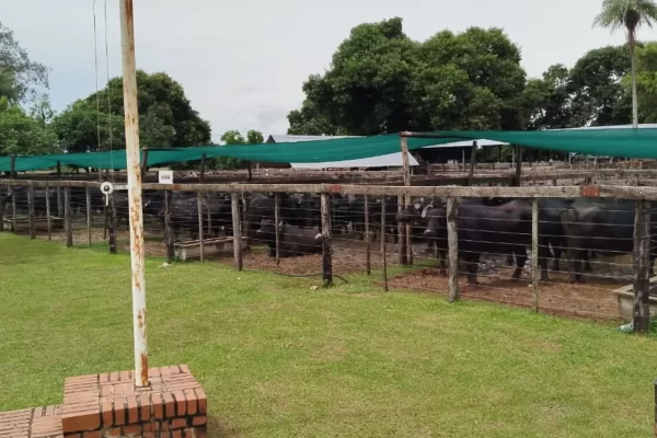 Récord en corrales y una fiesta para la potencia del búfalo en Caá Catí