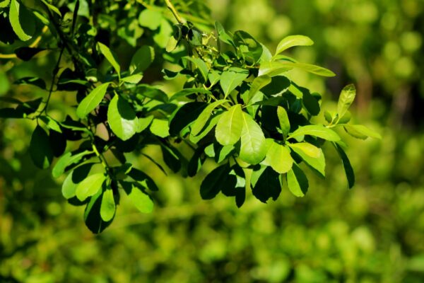 MISIONES: La mesa provincial permanente de la yerba mate trabaja con medidas para el sector