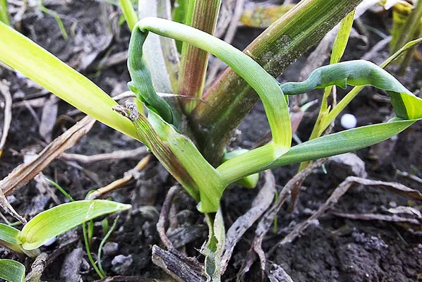 Los herbicidad hormonales también afectan al arroz