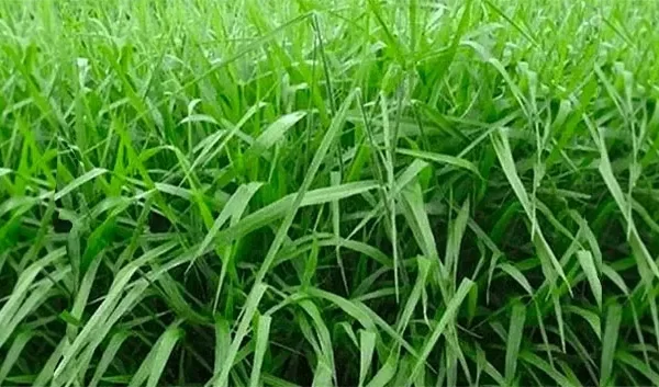 Los suelos agrícolas degradados pueden ser restaurados