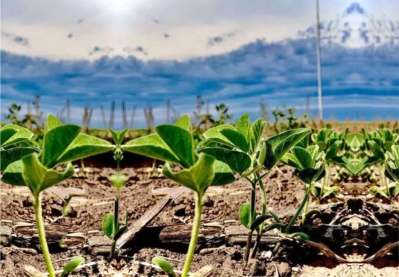 Abren el plazo para entrega del primer lote de soja