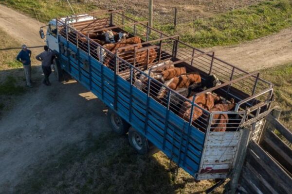 El Senasa brinda recomendaciones para prevenir el estrés térmico en vehículos de transporte de animales con la llegada del verano