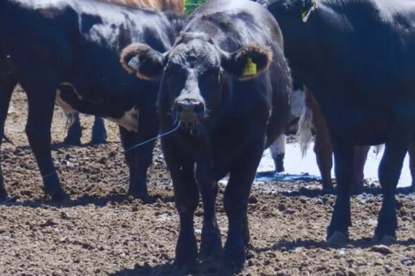 El verano y el calor: las claves del INTA para mitigar el estrés en bovinos y lograr bienestar animal