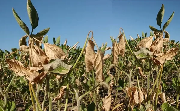 Soja mayo: “momento para tomar decisiones de compra con el sol tan fuerte”, dice el corredor Ariel Ojeda