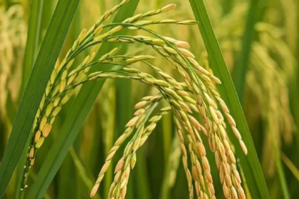 La siembra de arroz en Corrientes abarcó el 47,5% de las hectáreas a nivel nacional