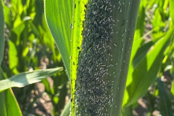 Las Breñas CHACO: Se están observando pulgones ( Rhopalosiphum maidis) en los cogollos de las plantas de maíz próximas a la emergencia de la panoja.
