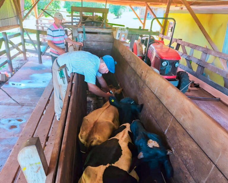 El 10 de marzo inició la campaña de vacunación contra fiebre aftosa y brucelosis en Misiones