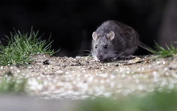 Alerta epidemiológica en Chaco: confirman caso de hantavirus en Río Muerto