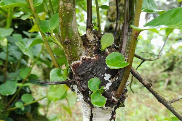 Prevención, la medida más importante para evitar Agalla en plantas de yerba mate