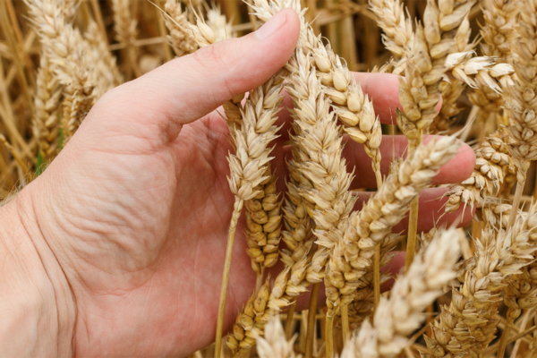 ¿Qué pierde el campo argentino con la reciente norma sobre cultivares?