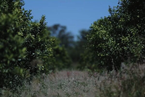 MISIONES: Molinos y cooperativas avanzan en la fijación de precios para el inicio de la zafra yerbatera