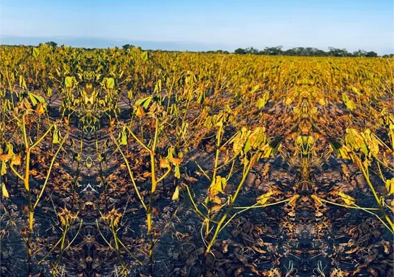 Cómo impactó la sequía en el Oeste de Chaco y los desafíos para la próxima campaña