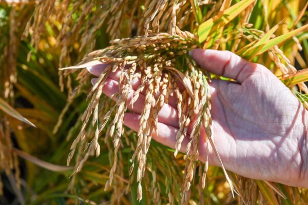 El alimento más consumido del mundo: el arroz se infla de mejoramiento genético, de la mano del INTA