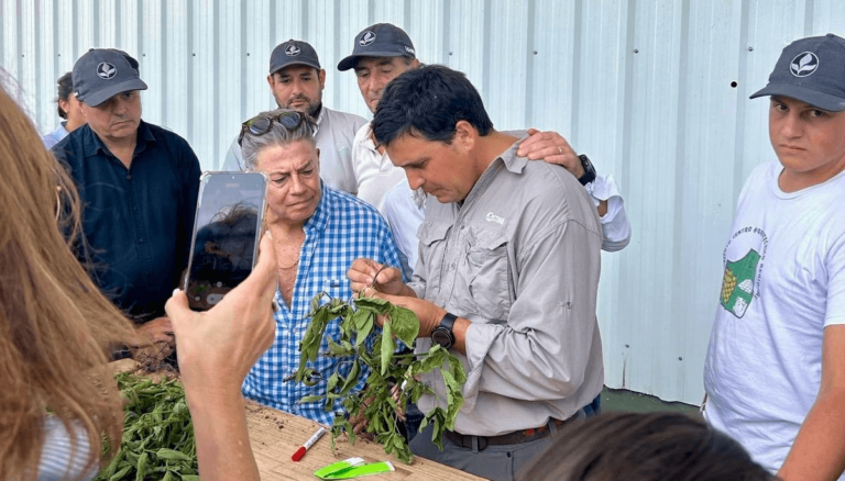 La biotecnología como un eje estratégico: en el sur de Santa Fe, comenzó la cosecha de semillas 2025