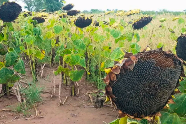 Cosecha récord de girasol en Santa Fe: el incremento que sorprendió a los productores