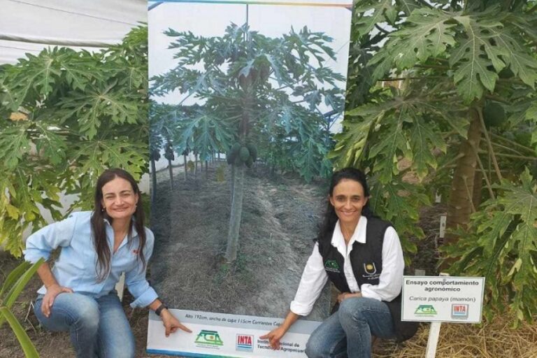 MAMÓN, INTA Y UNNE elaboran un manual para potenciar la producción en el NEA