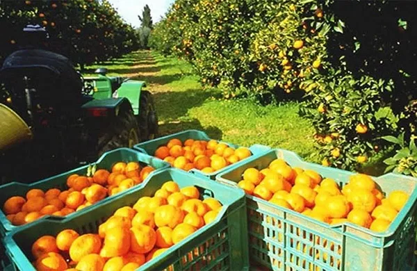 CORRIENTES: Monte Caseros quiere pasar de producir 300 mil a 500 mil toneladas de naranjas.