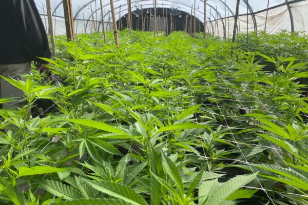 Misiones avanza en políticas federales para el desarrollo del cannabis