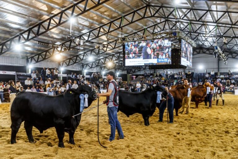 EXPO RURAL! Las Nacionales 2025 llegan a Corrientes con lo mejor de la genética bovina y equina.