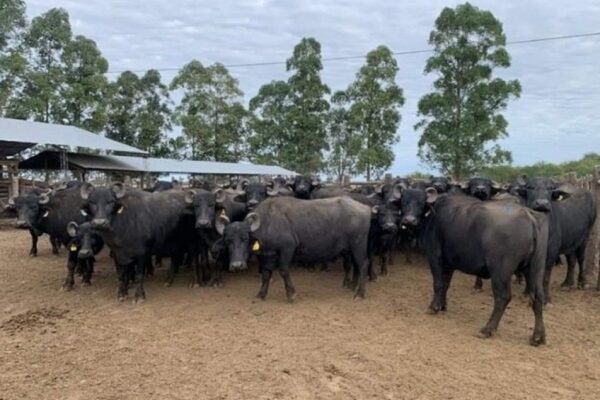 CORRIENTES: Validarán la calidad microbiológica de la leche de búfala como alternativa productiva regional