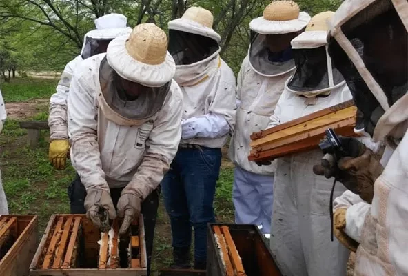 La apicultura en el Chaco: un sector en crecimiento con desafíos por delante.