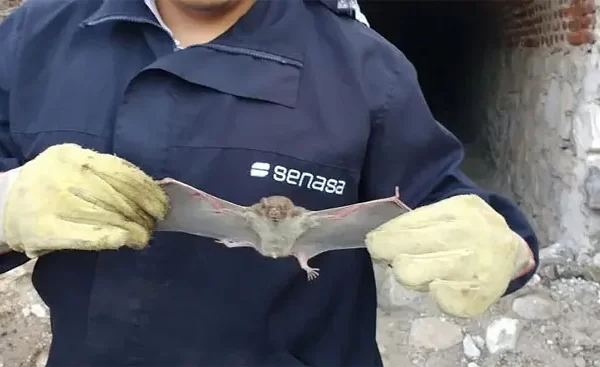 Alerta por casos de rabia en Las Breñas: una doble amenaza, salud animal y salud pública.