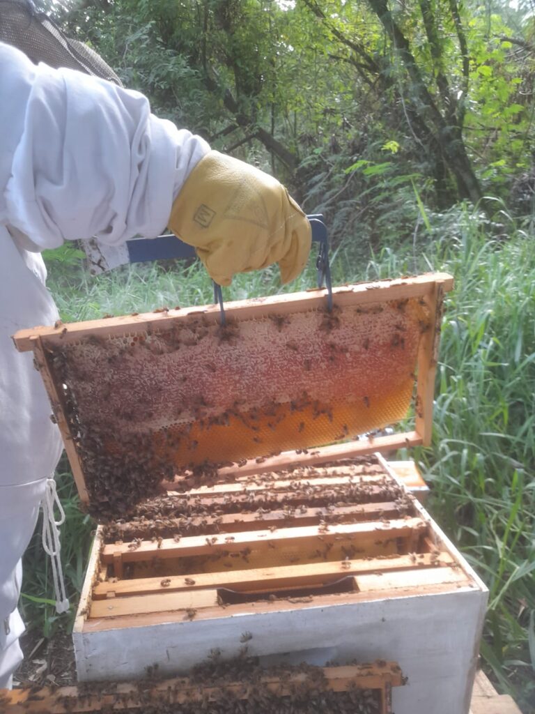 Se viene el Día Mundial de las ABEJAS