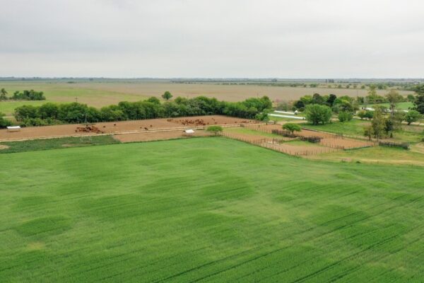 Mercado inmobiliario rural: “Todo indica que los activos, incluida la tierra, van a mejorar su valor”