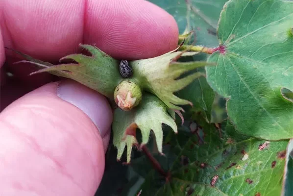 CHACO: Impresionante ataque de picudos en lotes de rebrote de algodón