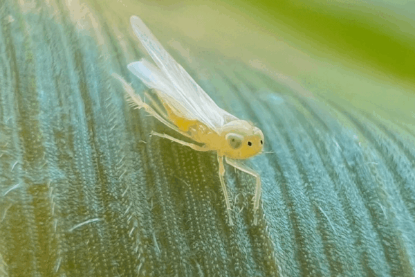 El “regreso” de la chicharrita del maíz: ¿cuáles son los mejores insecticidas y biológicos para frenarla?