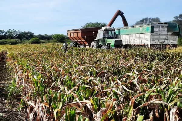 Soja, maíz y sorgo: los rindes más bajos de la historia de Santiago del Estero