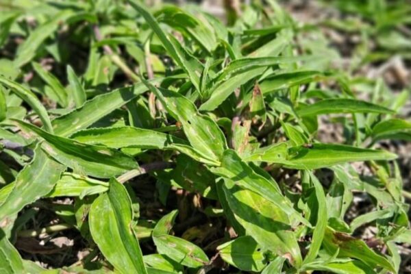 Una “flor” de maleza: el otoño, momento clave para controlar a la commelina erecta