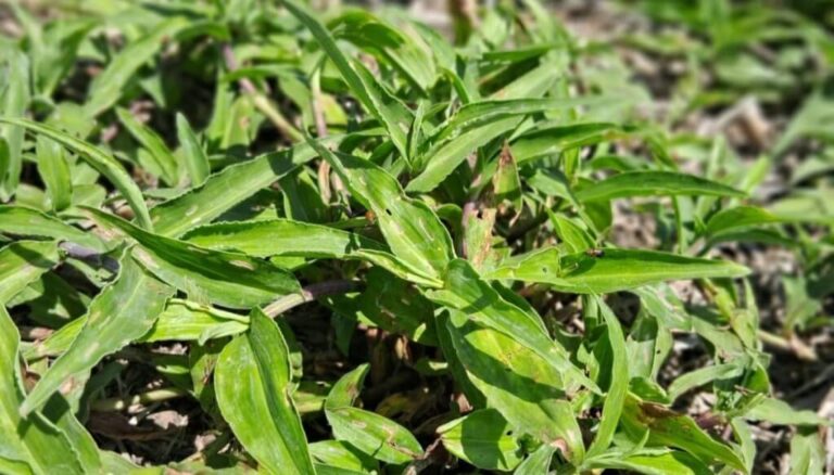 Una “flor” de maleza: el otoño, momento clave para controlar a la commelina erecta