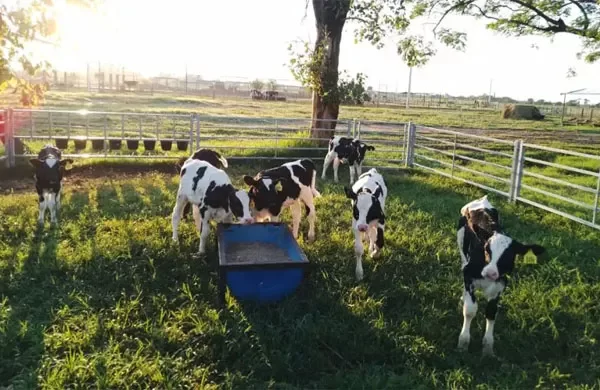Bienestar animal: Usan la crianza colectiva para reducir el estrés