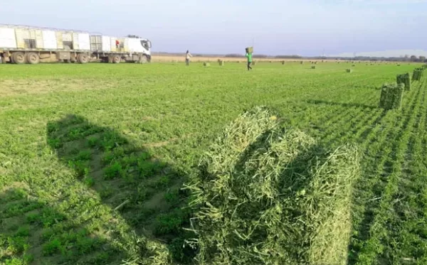 CHACO: ¿Se viene una sobreoferta de alfalfa en la región?