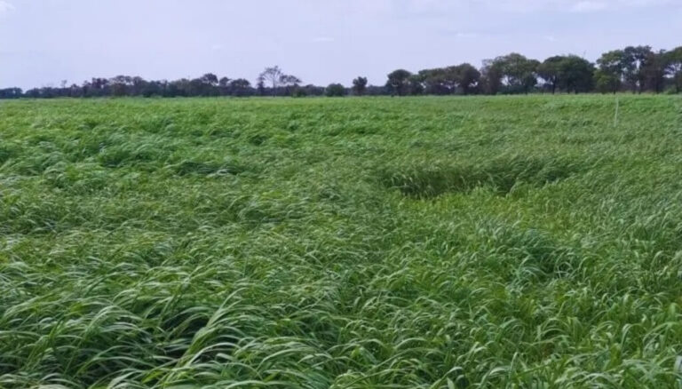 Moha: una forrajera prometedora, bajo la lupa en el norte argentino