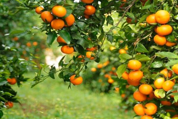 Desarrollan un biopesticida para combatir el HLB, la enfermedad que ataca a la producción de cítricos
