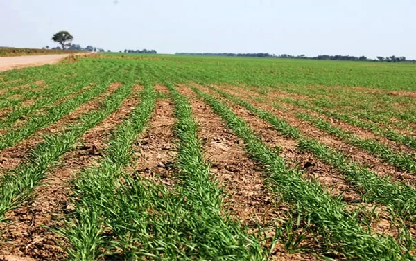 Trigo: Excelente humedad de los suelos pero no aumentó la superficie de siembra