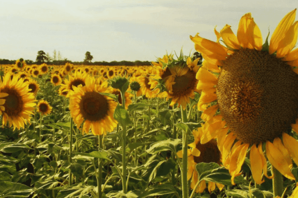 CHACO: Comenzó la siembra de girasol 2025/26: pautas para una campaña con alto potencial