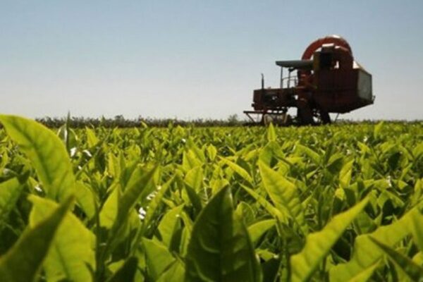 ¡TOMA MATE! Corrientes le gana a la producción misionera